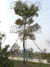 ���������Ʒ��С��