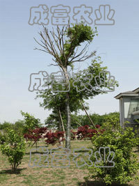 ����ɼ����������ǳ��